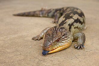 Blue Tongue Skink