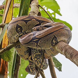 Red-Tailed Boa